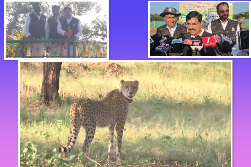 शहर:
